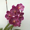 ВАНДА (VANDA Viboon x Gordon Dillon) 